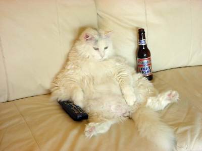 chat